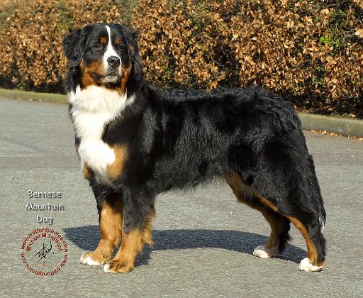 Bernese Mountain Dog 9T066D-133.JPG